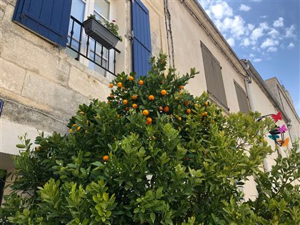 Orangen im April in Aigues-Mortes