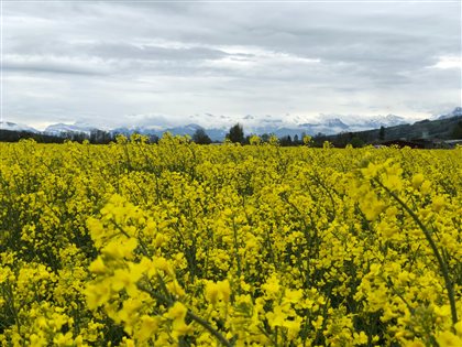 Mittlerweile blüht der Raps auch zu Hause