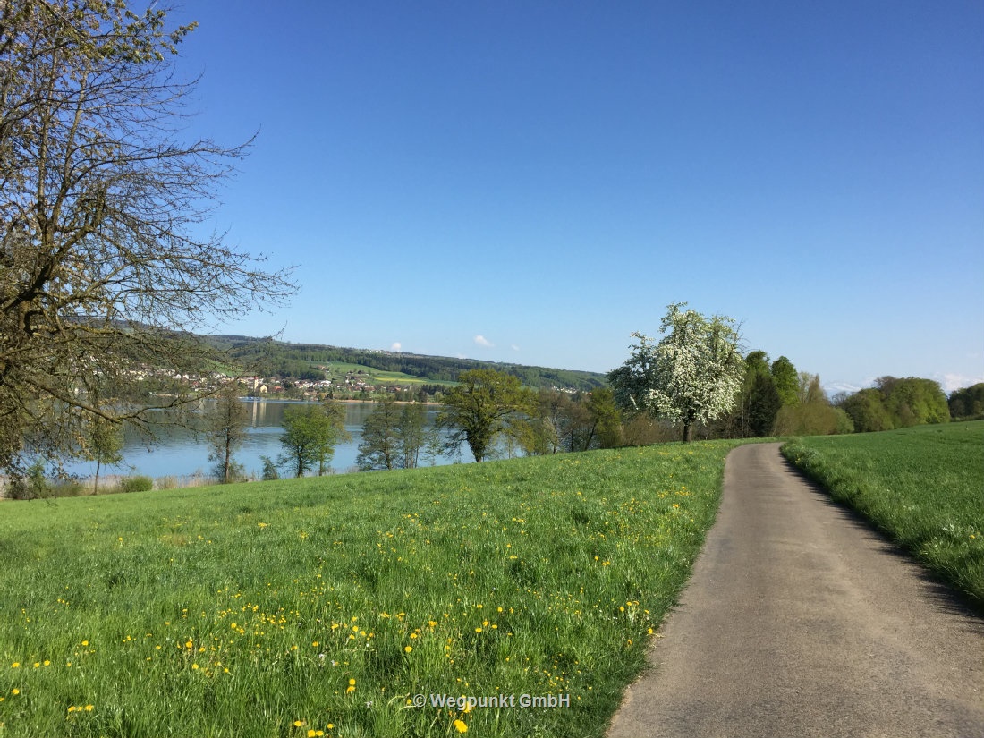 Bereits blühen die ersten Bäume