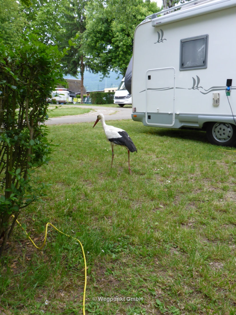 Was die Camper so alles liegenlassen, lange gelbe Endloswürmer