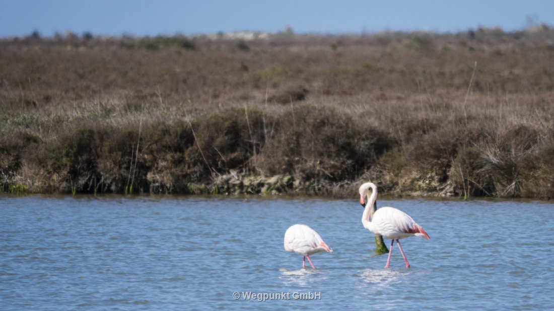 Die berühmtesten Vögel in der Camargue
