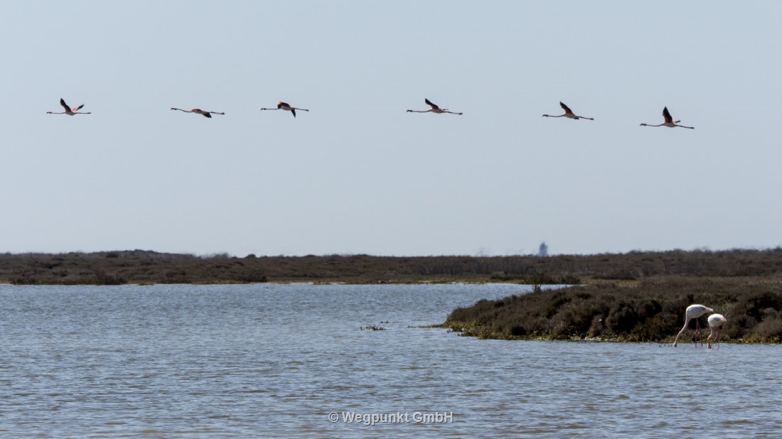 Flamingos für einmal im Flug