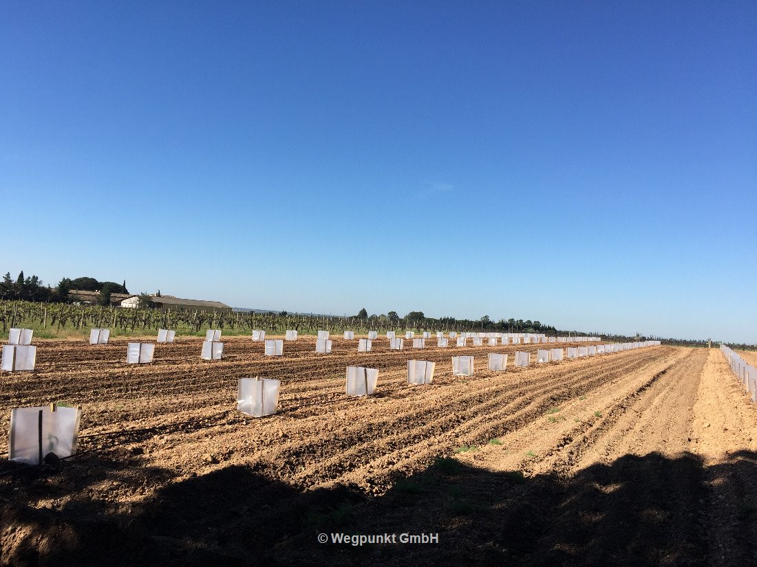 Hier entsteht eine neue Aprikosen Plantage