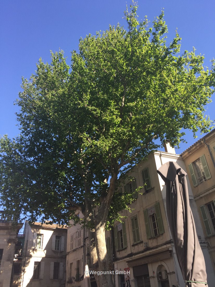 Avignon Altstadt