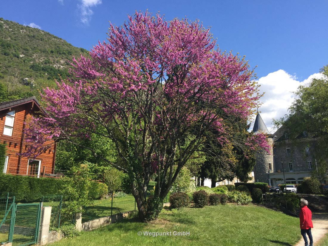 Ein letztes Farbspektakel in Frankreich