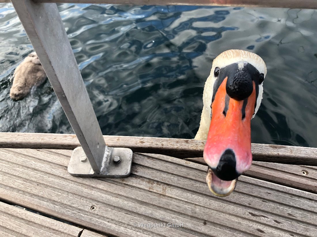 Ein grantiger Besucher