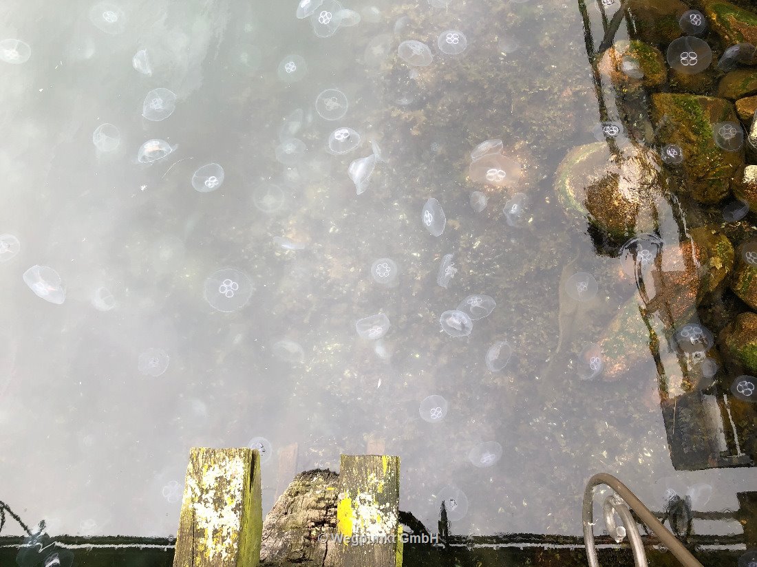 Quallen im Hafen von Eckernförde, kurz vor dem Shoppingparadies