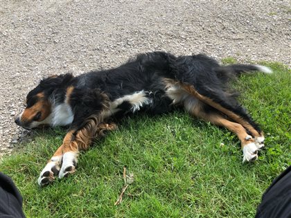 Der Hofhund tiefenentspannt