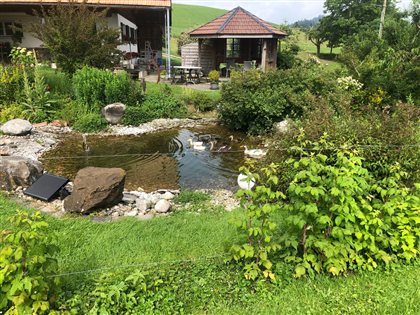 Der Teich für die Laufenten, die schnatternd zur Unterhaltung beitragen