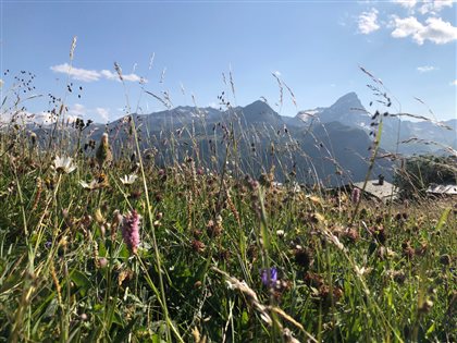 Natur pur mit Bergen im Hintergrund